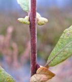 Salix × coerulescens. Часть побега; видно характерное опушение. Рязанская обл., Спасский р-н, Окский заповедние, оз. Макшево, на мелководье у берега. 08.10.2009.