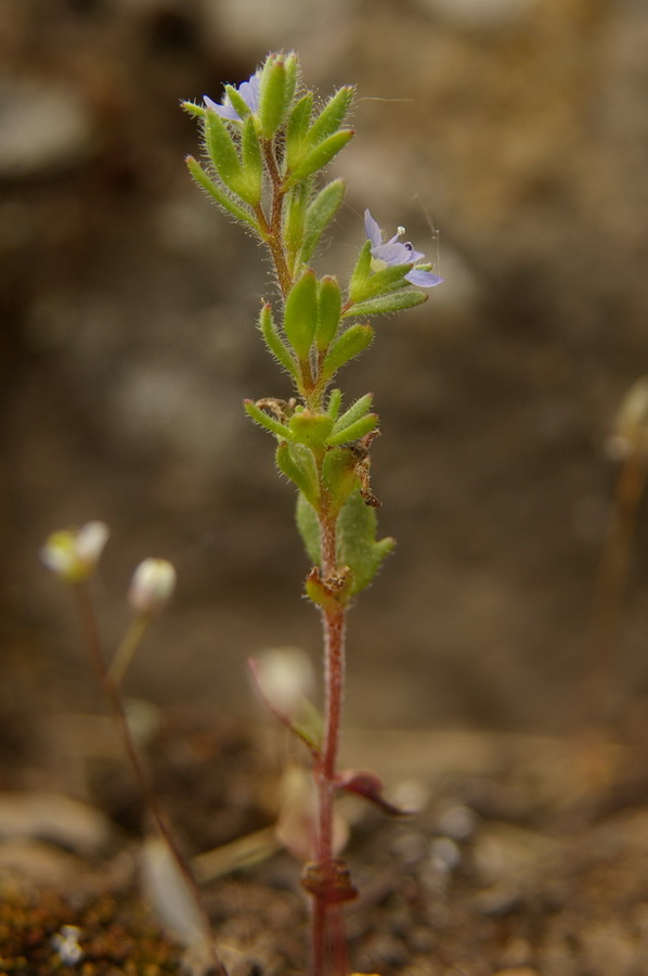 Image of Veronica dillenii specimen.