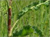 Rumex crispus