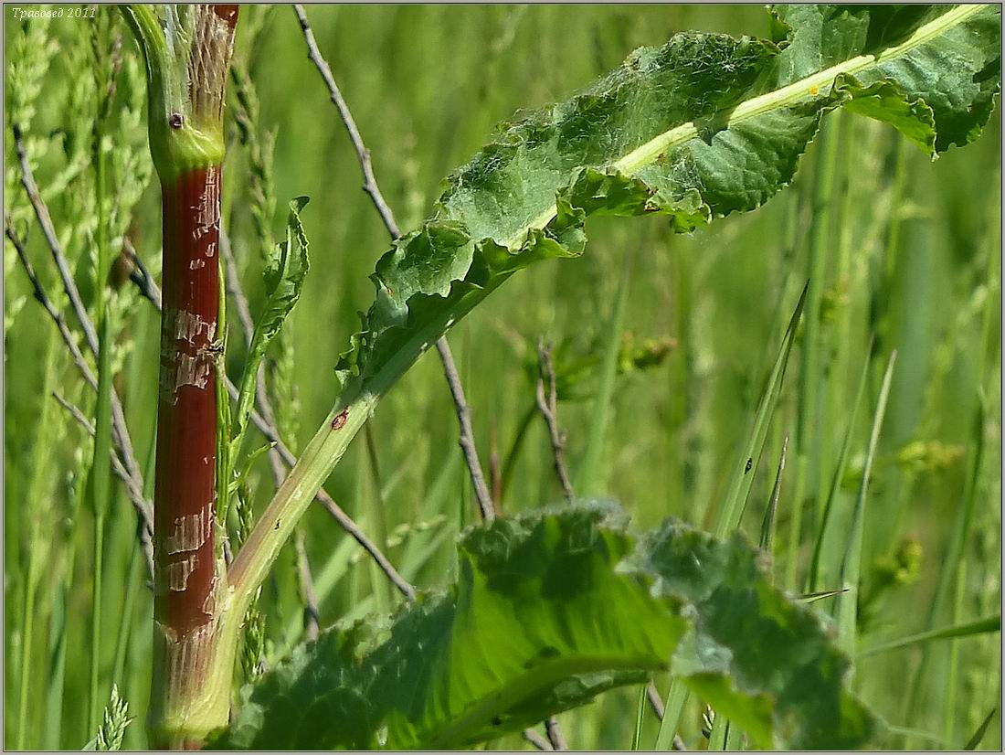 Изображение особи Rumex crispus.