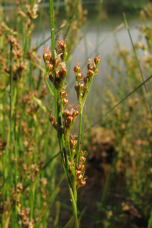 Image of Juncus compressus specimen.