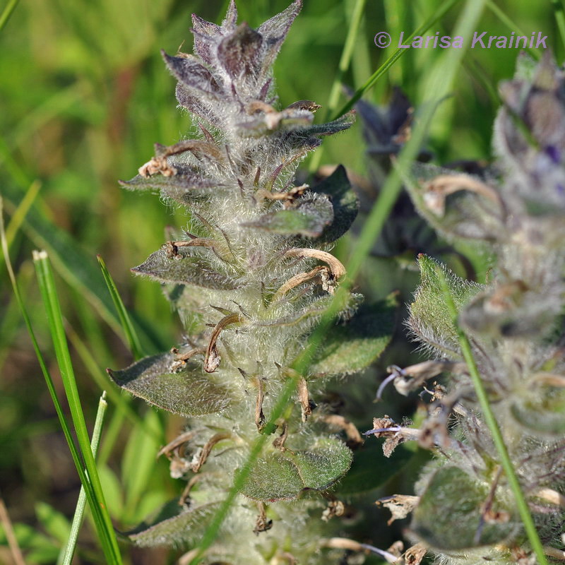 Image of Ajuga multiflora specimen.