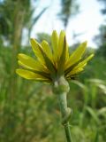 Tragopogon