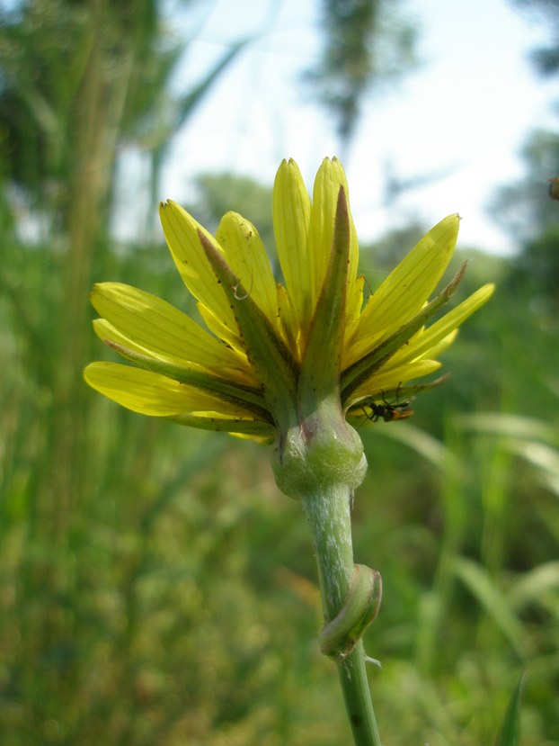 Изображение особи род Tragopogon.
