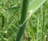 Allium atroviolaceum. Основание листа. Краснодарский край, Кущёвский р-н, урочище Бугелы. 17.06.2011.