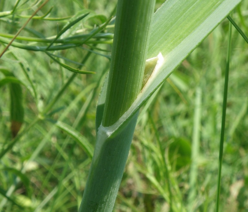 Image of Allium atroviolaceum specimen.