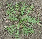 Capsella bursa-pastoris