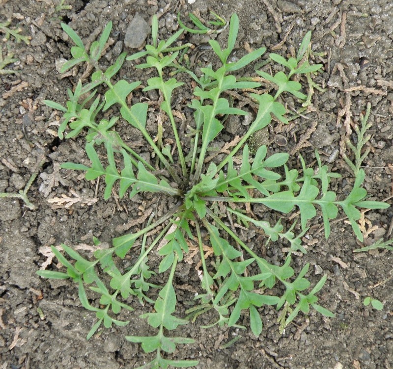 Image of Capsella bursa-pastoris specimen.