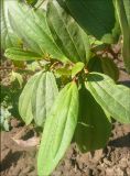 Viburnum cinnamomifolium. Молодая листва. Черноморское побережье Кавказа, г. Новороссийск, в культуре. 7 сентября 2011 г.