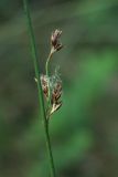 Juncus balticus