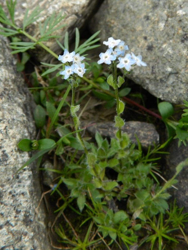 Изображение особи Eritrichium villosum.