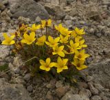 Saxifraga hirculus. Цветущее растение. Северные склоны Эльбруса. Урочище Седое плечо. Высота ок. 3400 м н.у.м. 18.08.2011.