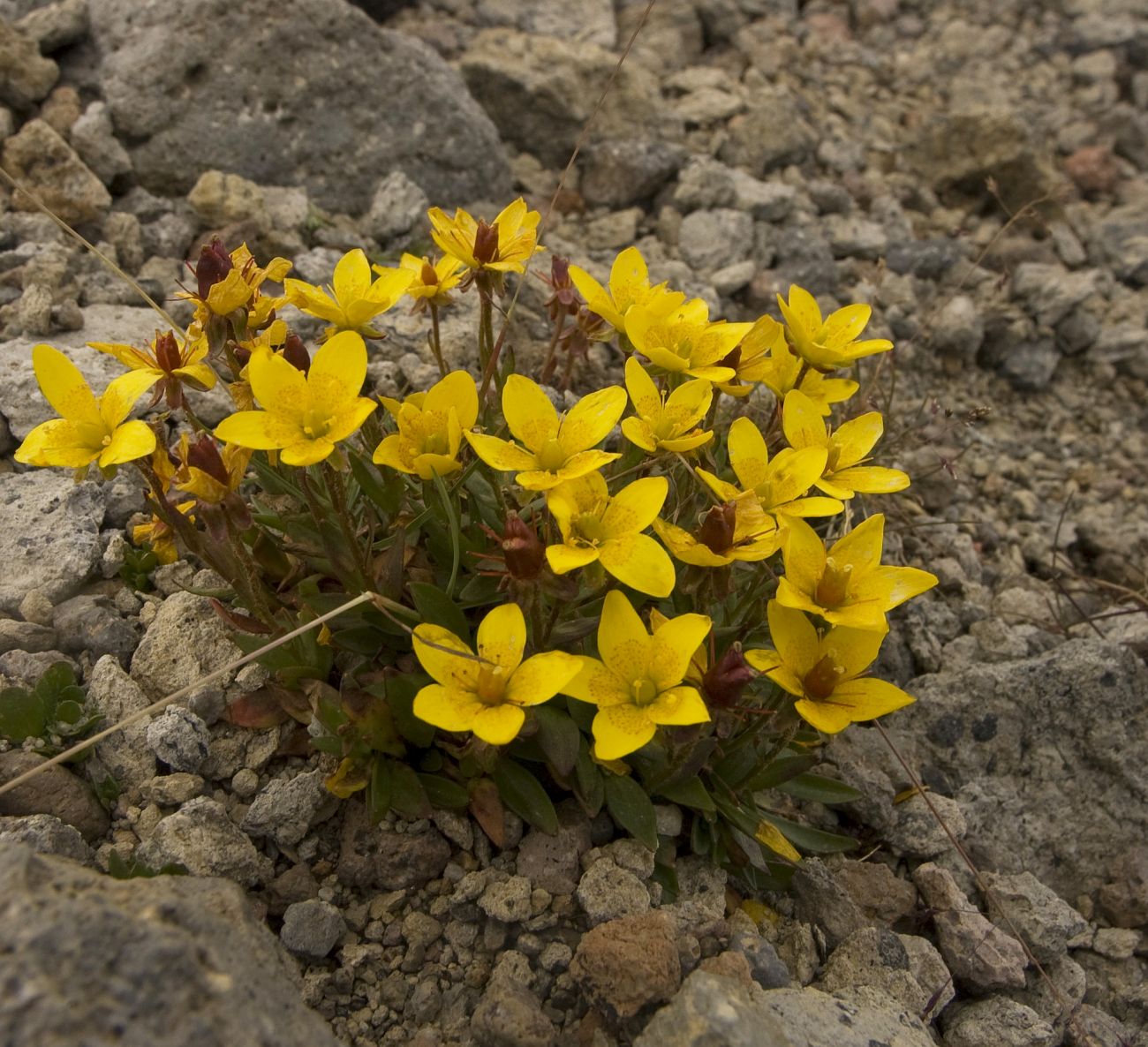 Image of Saxifraga hirculus specimen.