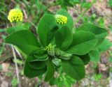 Medicago lupulina