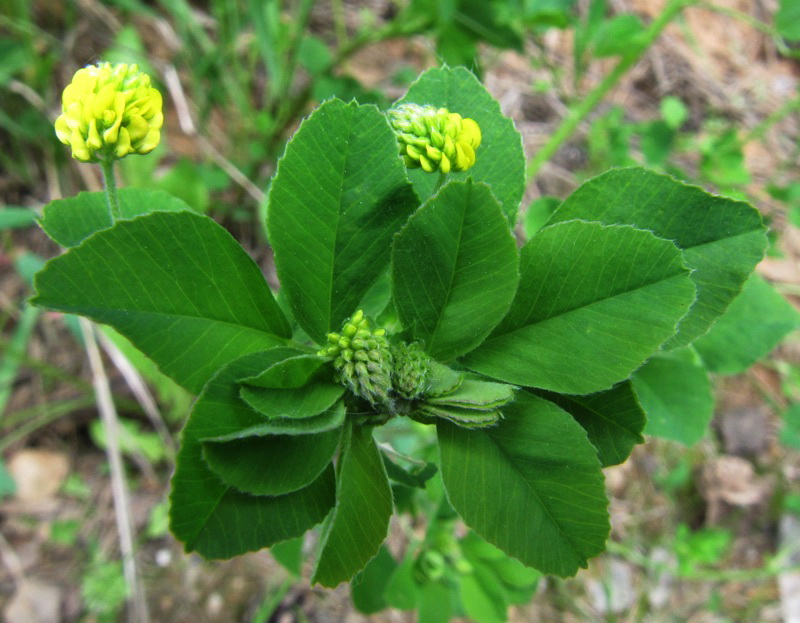 Изображение особи Medicago lupulina.