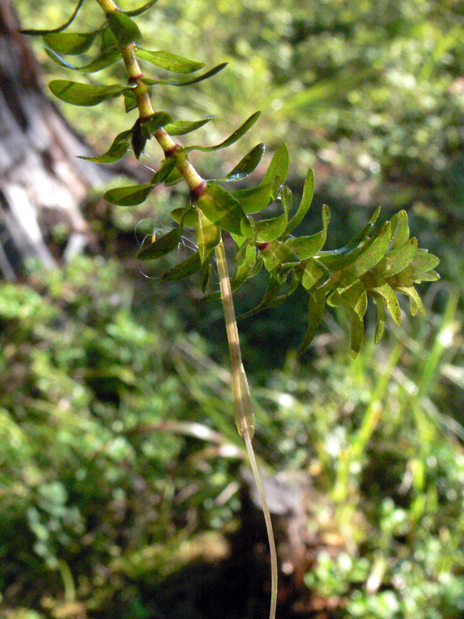 Image of Elodea canadensis specimen.