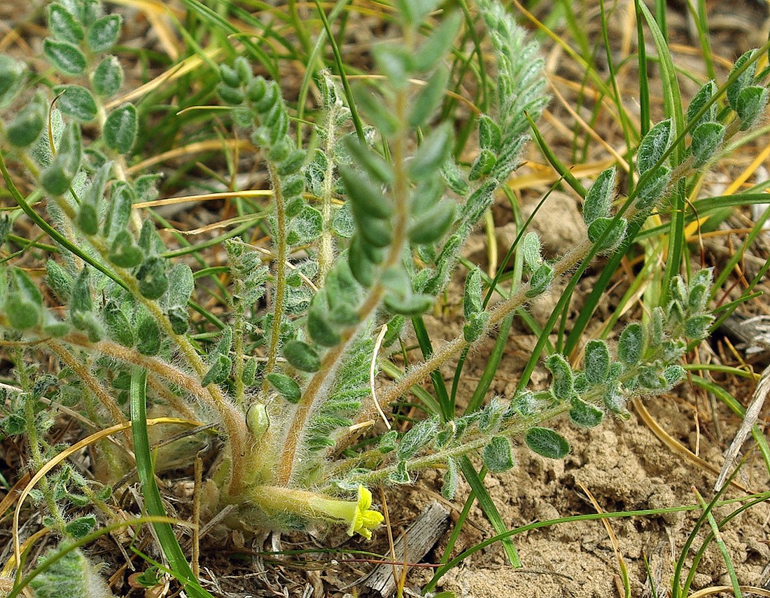 Image of Astragalus mucidus specimen.