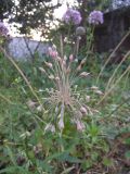 Allium paczoskianum