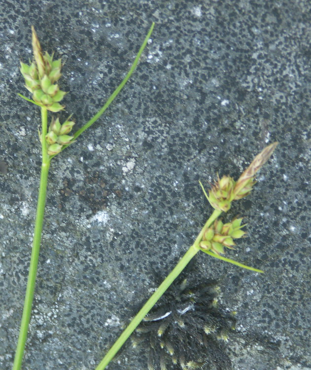Изображение особи Carex pilulifera.