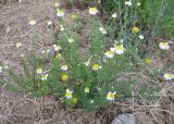 Anthemis dumetorum