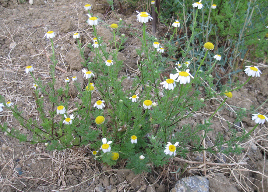 Изображение особи Anthemis dumetorum.