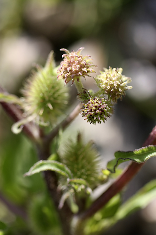 Image of Xanthium orientale specimen.