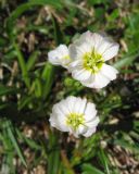 Claytonia eschscholtzii. Цветки. Забайкалье, хр. Кодар, верховья р. Средний Сакукан. 26.07.2007.