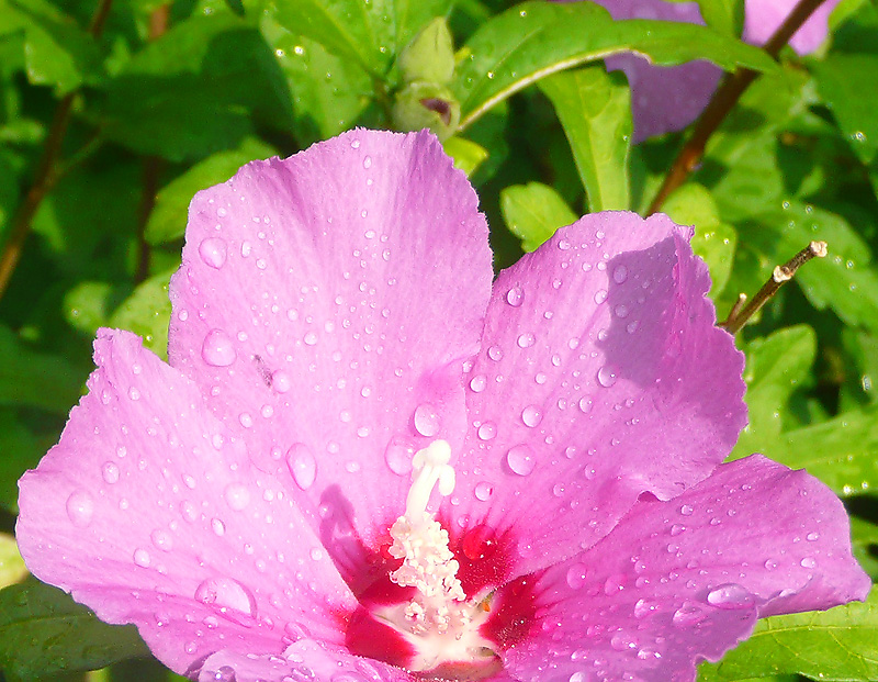 Image of Hibiscus syriacus specimen.