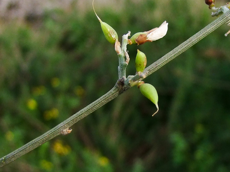 Image of Retama raetam specimen.