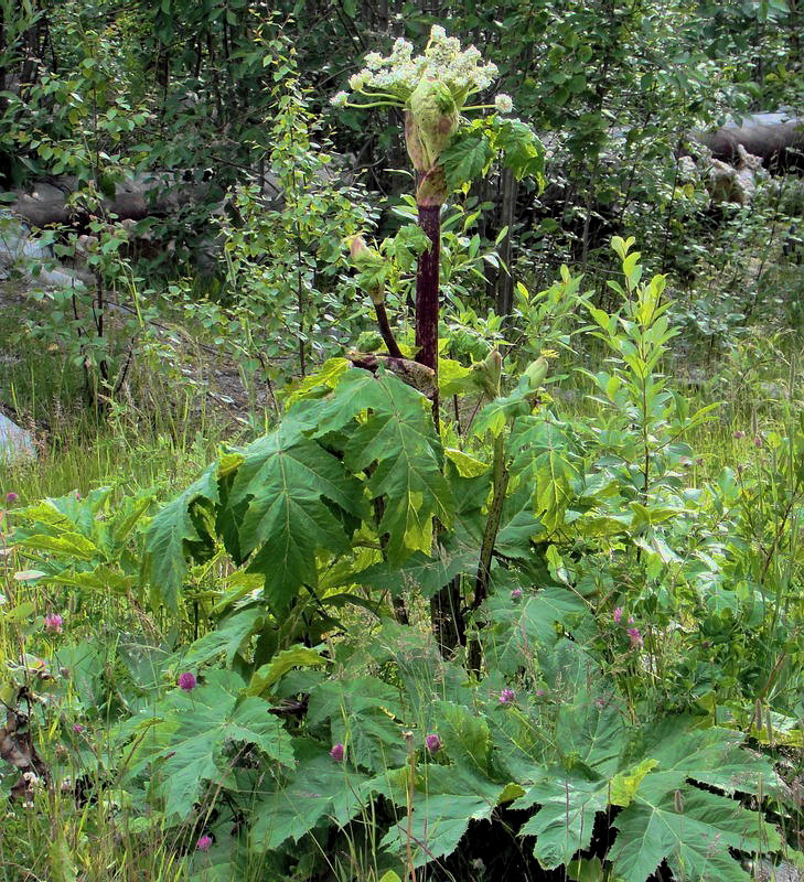 Image of Heracleum sosnowskyi specimen.