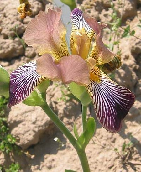 Image of Iris squalens specimen.