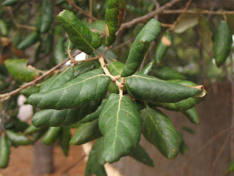 Изображение особи Quercus suber.