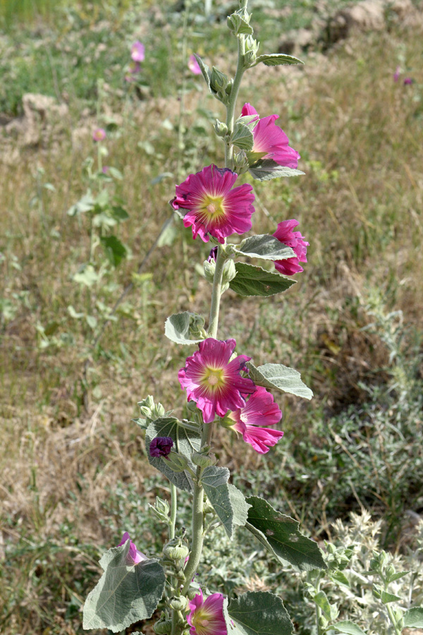 Image of Alcea rhyticarpa specimen.