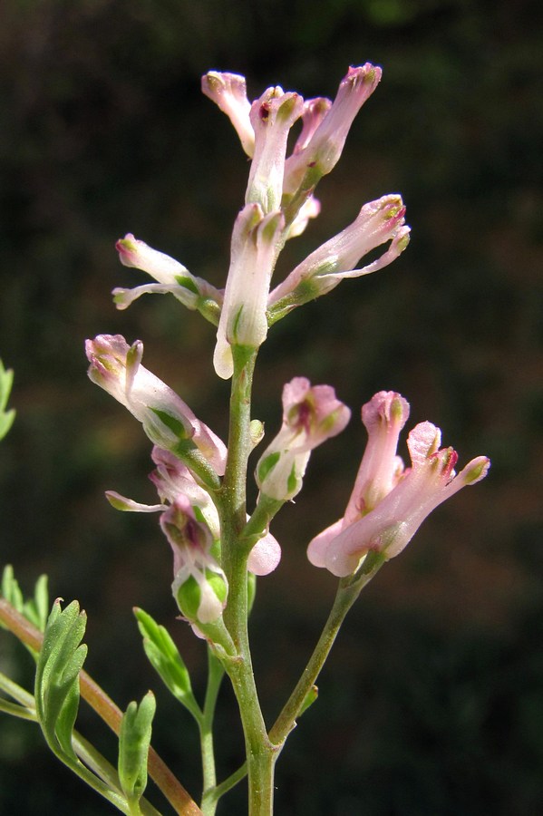 Image of Fumaria vaillantii specimen.