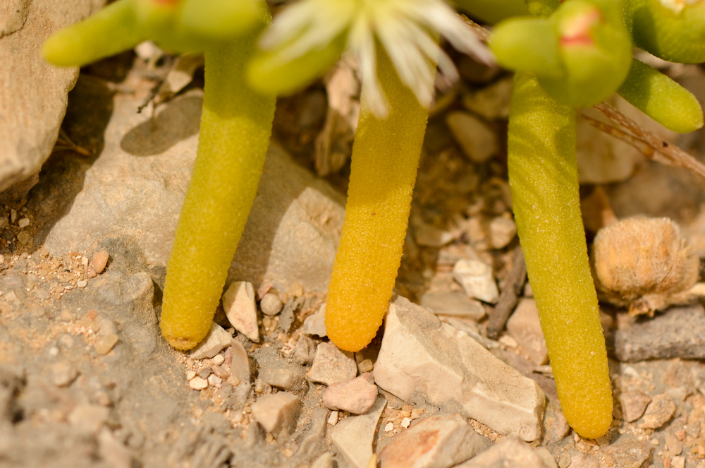 Image of Mesembryanthemum cryptanthum specimen.