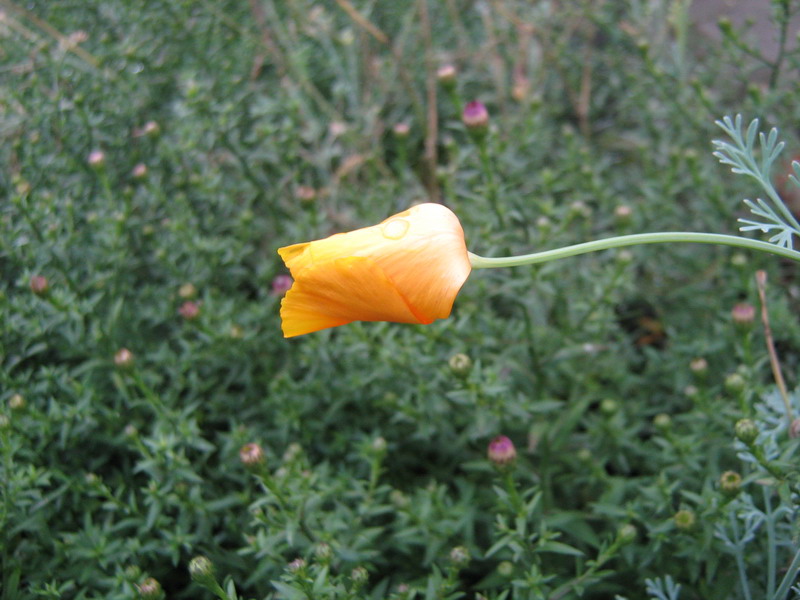 Image of Eschscholzia californica specimen.