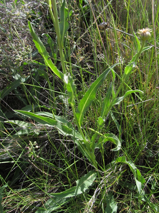 Изображение особи семейство Asteraceae.