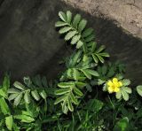 Potentilla anserina