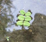 Salvinia natans. Растение на поверхности озера. Украина, г. Запорожье, о-в Хортица. Начало июля.
