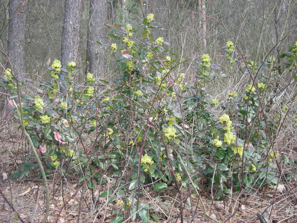 Image of Mahonia aquifolium specimen.