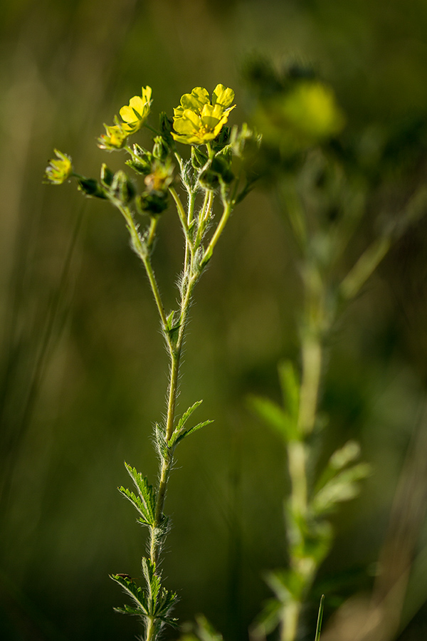 Изображение особи Potentilla recta.