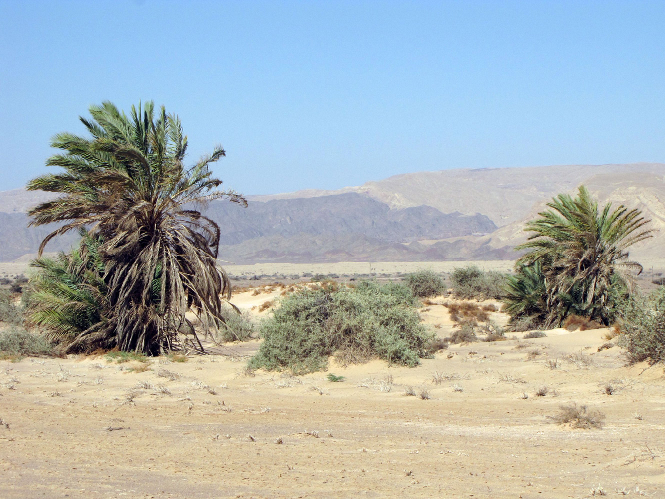 Image of Phoenix dactylifera specimen.
