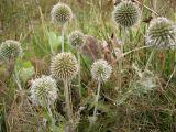 Echinops sphaerocephalus