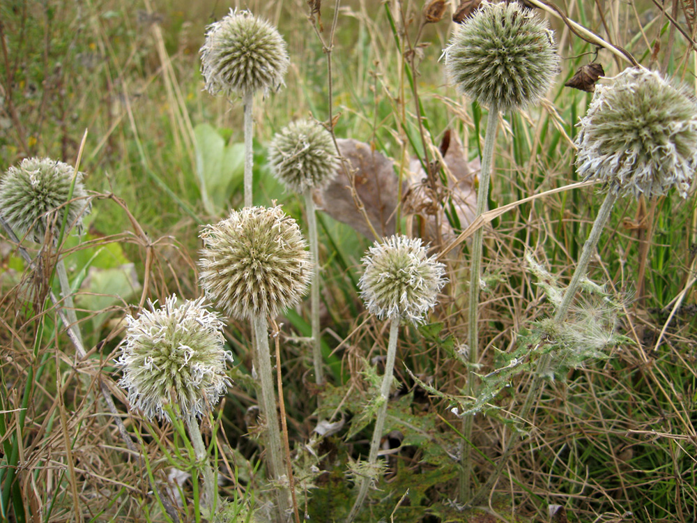 Изображение особи Echinops sphaerocephalus.