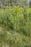 Euphorbia jaxartica. Цветущее растение. Южный Казахстан, правобережье Сыр-Дарьи выше устья Арыси. 26.05.2012.