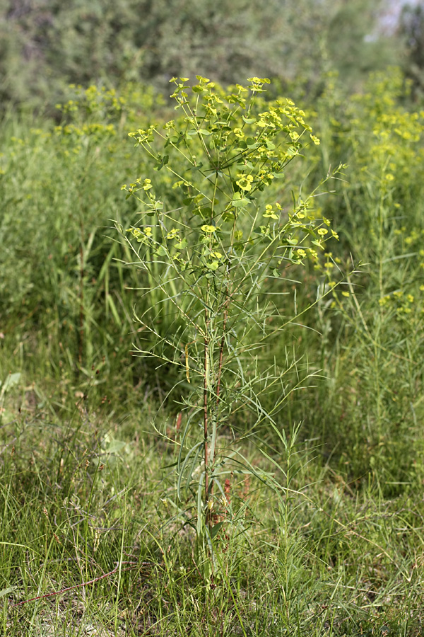 Изображение особи Euphorbia jaxartica.