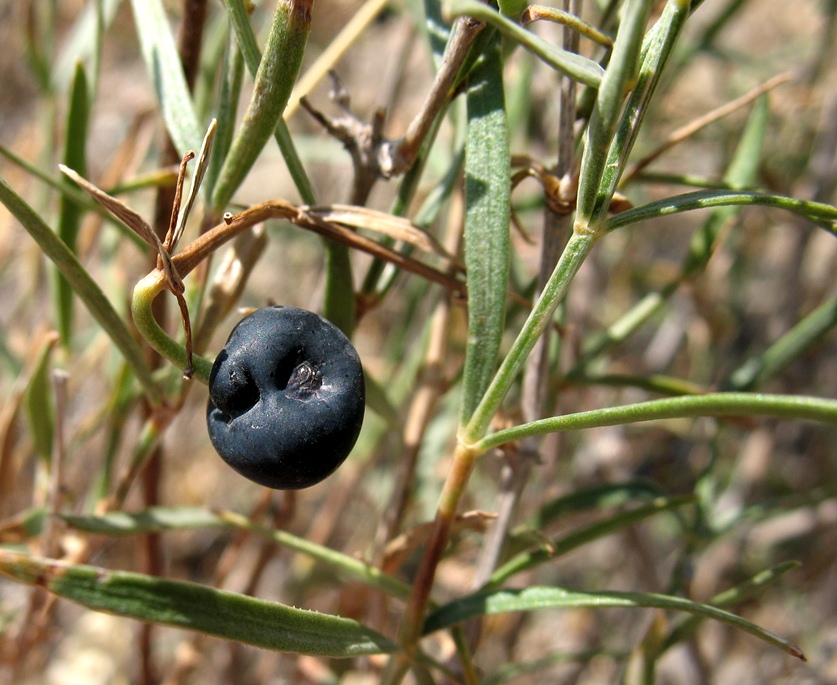 Image of Rubia florida specimen.