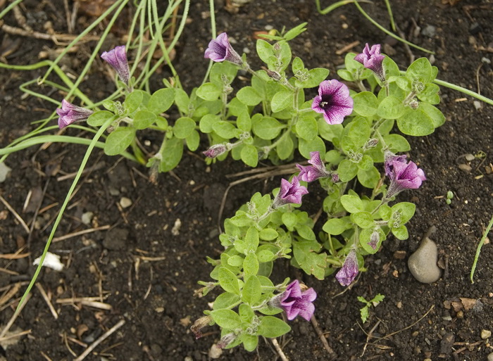 Image of Petunia × atkinsiana specimen.