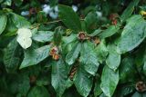 Mespilus germanica. Ветвь с плодами. Крым, Никитский ботанический сад, в культуре. 13.08.2007.