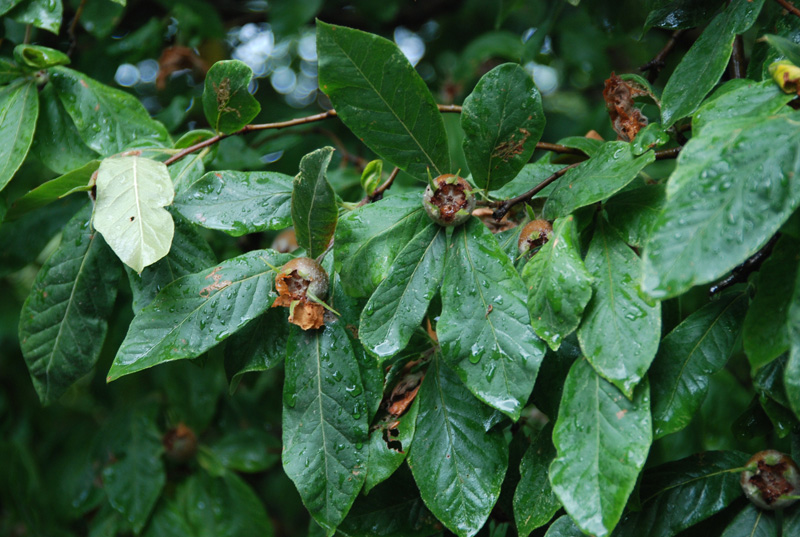 Image of Mespilus germanica specimen.